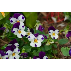 Horned pansy "Johnny Jump Up"; sarved violetne - Viola cornuta  - seemned