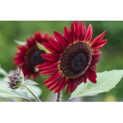 Floarea soarelui ornamental "Red Sun" - roșu burgund cu un centru negru - 80 de semințe - Helianthus annuus