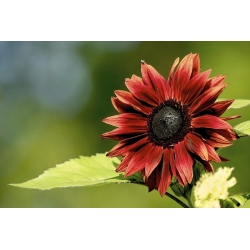 Okrasná slunečnice "Red Sun" - burgundská červená s černým středem - 80 semen - Helianthus annuus - semena