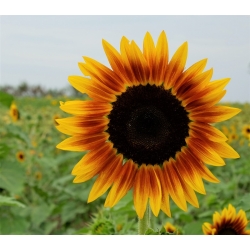 Ornamental sunflower "Twilight Zone" - yellow with red-brown ring