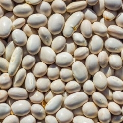 Bean "Westa" - white, dry-seed variety