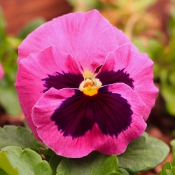 Stemorsblomst - Viola x wittrockiana - Laura - 320 frø - Rosa