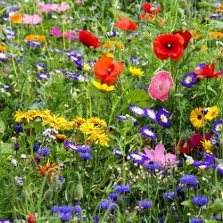 Flowery Meadow - frø blanding af over 40 vilde blomsterarter - 