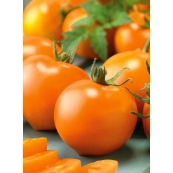 Tomate 'Akron' - die orangerote Sorte für den Anbau in Gewächshäusern und Tunneln