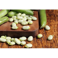 Bean "White Windsor" - töödeldud seemned - Vicia faba L.