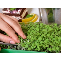 Microgreens - Basil basil "Puan Burns" - daun muda dengan rasa yang luar biasa - 1950 biji - Ocimum citriodorum - benih