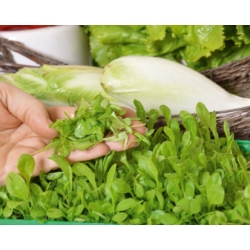 Microgreens - andijvie - jonge bladeren met uitzonderlijke smaak - 2160 zaden - 