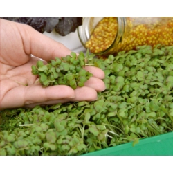 Microgreens - خاکستری قهوه ای - برگ های جوان با طعم استثنایی - 1200 دانه - 