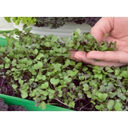 Microgreens - Червена калина "Скарлет" - млади листа с изключителен вкус - 900 семена - Brassica oleracea L. var. sabellica L.