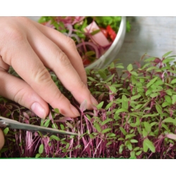Microgreens - אדום amaranth - עלים צעירים עם טעם ייחודי - 4000 זרעים - 
