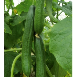 Cucumber "Max" - for under cover cultivation - premium variety seeds for everyone - 10 seeds