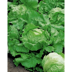 خس ايسبرغ "طليعة 75" - أوراق زيتون خضراء - 425 بذرة - Lactuca sativa L.  - ابذرة
