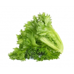 BIO - Iceberg lettuce "Regina dei ghiacci" - certified organic seeds - 475 seeds