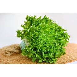 BIO - Iceberg salata "Kraljica leda" - certificirano organsko sjeme - 475 sjemenki - Lactuca sativa L.  - sjemenke