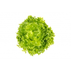 Salat Iceberg - Regina Dei Ghiacci - BIO - 475 frø - Lactuca sativa L.