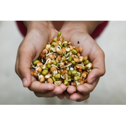 Klíčiace semená - Tender mix - 250 g semien - 