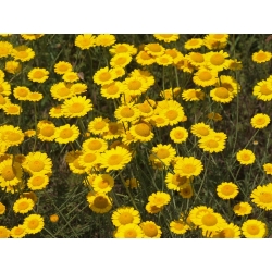 Camomila amarilla - Cota tinctoria, syn. Anthemis tinctoria - semillas