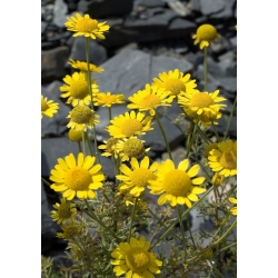 Marguerite emas; chamomile kuning, chamomile oxeye - Cota tinctoria, syn. Anthemis tinctoria - biji