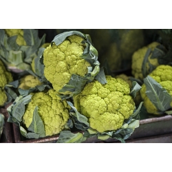 Green cauliflower "Verde di Macerata" - 54 seeds