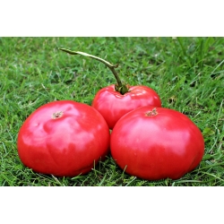 Tomat "Maliniak" - câmp, varietate de zmeură cu tulpini rigide - Lycopersicum esculentum  - semințe