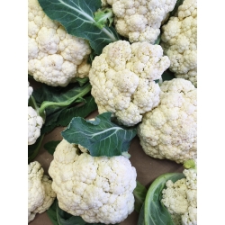 White cauliflower "Delta" - for spring, summer and autumn cultivation - 270 seeds