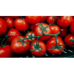 Tomato "Luban" - field, vividly red variety 