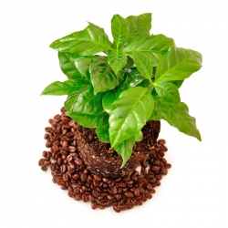 Арапска кафа - 6 семена - Coffea arabica