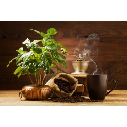 Arabská káva - 6 semen - Coffea arabica - semena