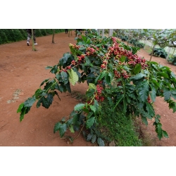 Arabská káva - 6 semien - Coffea arabica - semená