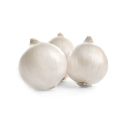 洋葱“阿里巴巴” - 白色，嫩的品种长期储存 -  750粒种子 - Allium cepa L. - 種子