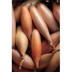 Лук "Сопелек" - продълговати луковици - 500 семена - Allium cepa L.