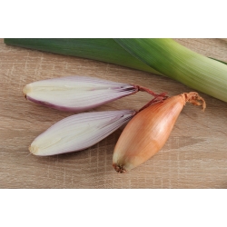 洋葱“Sopelek” - 细长的洋葱 -  500粒种子 - Allium cepa L. - 種子