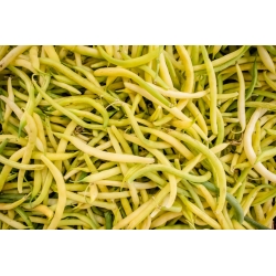 Kacang kuning kuning "Undira" - pelbagai masak masak - Phaseolus vulgaris L. - benih