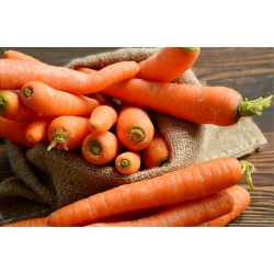 Морква "Cidera" - морква Нантського типу, призначена для пресервів - 2550 насінь - Daucus carota ssp. sativus  - насіння