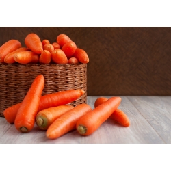 Carrot "Regulska" - late, universal variety - 4250 seeds