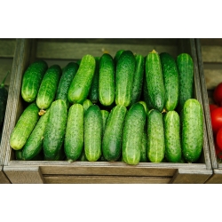 Cucumber "Altaj F1" - pale green variety with no hint of bitterness - 105 seeds