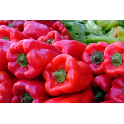 Pepper "Balladyna" - red, block-type variety for field and under cover cultivation