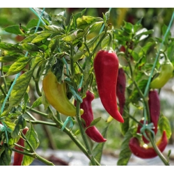 Пипер "Monanta" - издължен, остър връх, червен, жълто-червен или жълт сорт за полеви и тунелни култури - Capsicum L. - семена