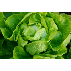 Butterhead salad "Atena" - untuk penanaman rumah hijau - 900 biji - Lactuca sativa L. var. Capitata - benih