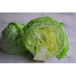 Iceberg lettuce "Doree de Printemps" - crisp, large heads - 400 seeds