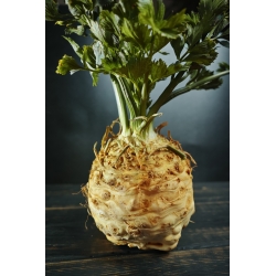 Celleriac "Dolvi" - големи корени с бяло, кремаво, нежно месо; коренова клетка - 900 семена - Apium graveolens