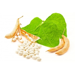 Bean "Early White Coconut" - bela, okrogla semena - Phaseolus vulgaris L.