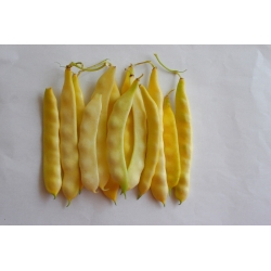 Kacang kuning kuning "Goliatka" - besar-pod-jenis - Phaseolus vulgaris L. - benih