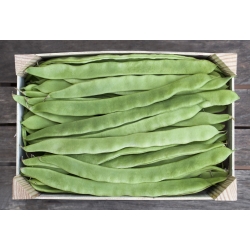 Зелен френски боб "Marconi Nano" - плоски шушулки - Phaseolus vulgaris L. - семена
