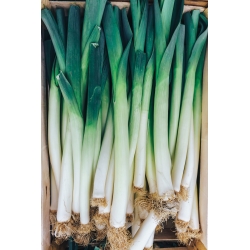 Leek "October" - late variety for autumn and late autumn harvest - 320 seeds