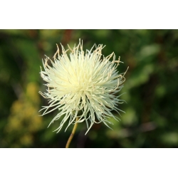 Sweetsultan - sort mix - 220 frø - Centaurea moschata