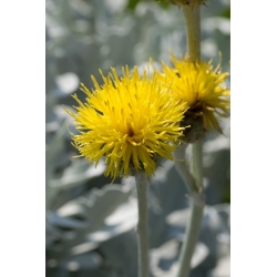Sweetsultan - odrodový mix - 220 semien - Centaurea moschata - semená