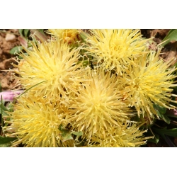 Sweetsultan - variëteitmix - 220 zaden - Centaurea moschata