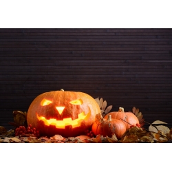 Dekoratiivne kõrvits - Halloween - 15 seemned - Cucurbita pepo
