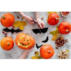 Okrasné squash "Halloween" - najlepšie pre sochárstvo - 15 semien - Cucurbita pepo - semená